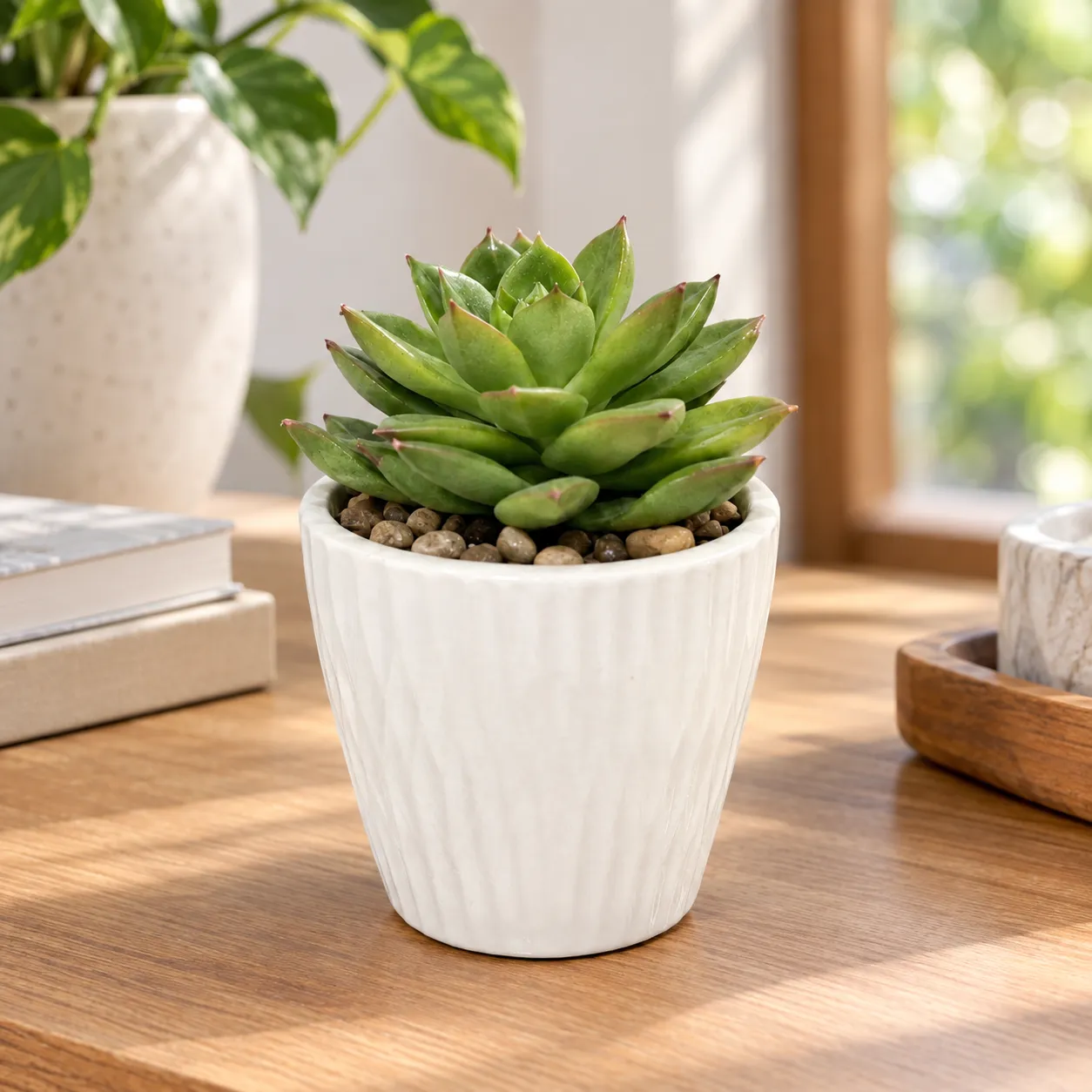 Succulent in a white ribbed pot on a sunlit wooden surface, a lifestyle product photo