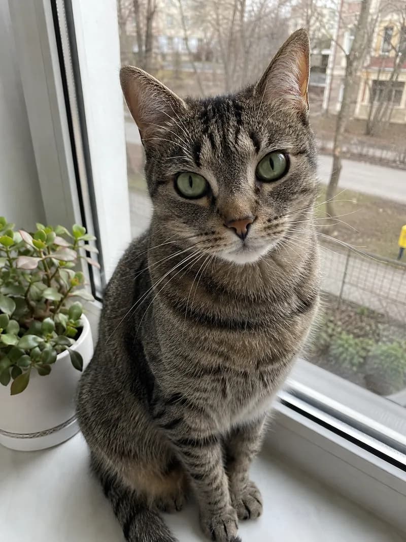 Original photo: a grey tabby cat on a windowsill